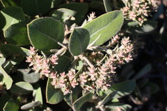 Arctostaphylos × media