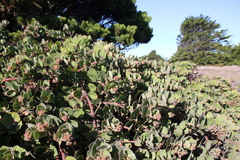 Arctostaphylos × media