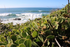 Arctostaphylos × media