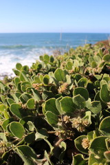 Arctostaphylos × media