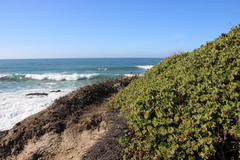 Arctostaphylos × media