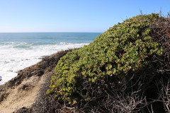 Arctostaphylos × media