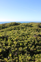 Arctostaphylos × media