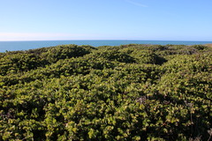 Arctostaphylos × media