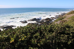 Arctostaphylos × media