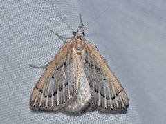 Myinodes interpunctaria