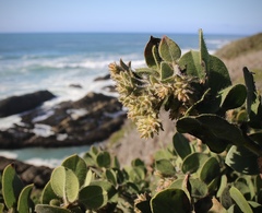 Arctostaphylos × media