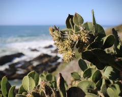 Arctostaphylos × media