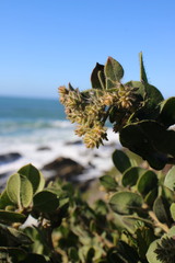 Arctostaphylos × media