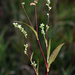 Persicaria punctata - Photo (c) aarongunnar,  זכויות יוצרים חלקיות (CC BY), uploaded by aarongunnar