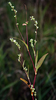Dotted Knotweed - Photo (c) aarongunnar, some rights reserved (CC BY), uploaded by aarongunnar