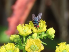 Chrysomya chloropyga