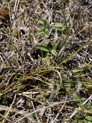 Microseris scapigera