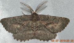 Nychiodes hispanica