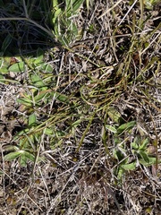 Microseris scapigera