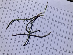 Microseris scapigera