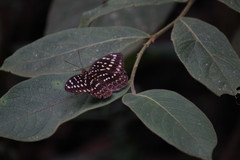 Lexias pardalis dirteana