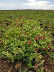 Indigofera oxytropis