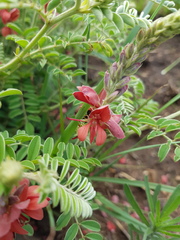 Indigofera oxytropis