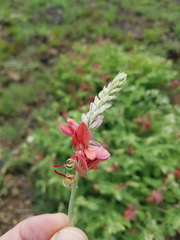 Indigofera oxytropis