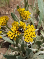 Oxythyrea testaceoguttata