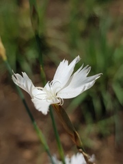 Dianthus mooiensis