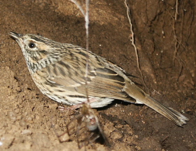 Rufous-breasted Accentor