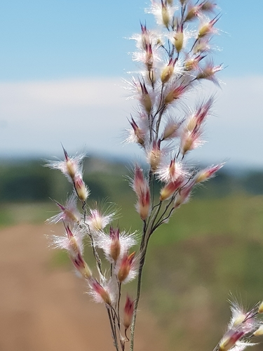 Melinis repens