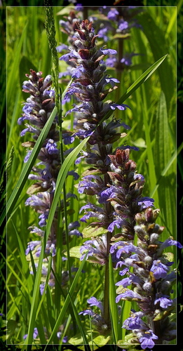 Ajuga reptans