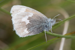 Coenonympha tullia
