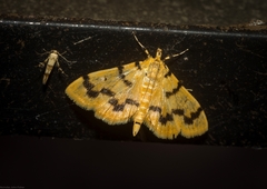 Dichocrocis clytusalis