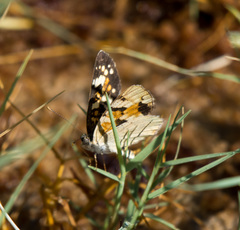 Phyciodes picta