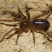 Amphinecta pila - Photo (c) Uwe Schneehagen, μερικά δικαιώματα διατηρούνται (CC BY-SA), uploaded by Uwe Schneehagen