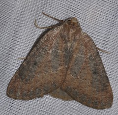 Onychora agaritharia