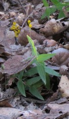 Alloispermum scabrum