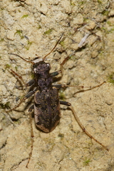Neocicindela parryi