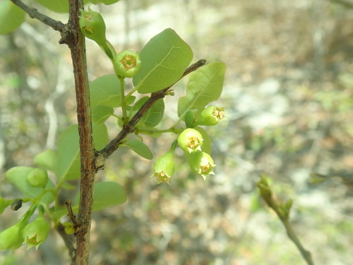 Combretum subumbellatum image