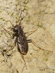 Neocicindela parryi