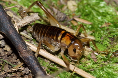 Hemiandrus pallitarsis