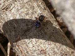 Maratus harrisi