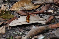 Lasippa tiga siaka