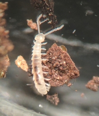Symphyla