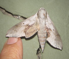 Hippotion rosae
