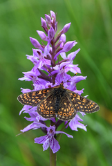 Euphydryas aurinia debilis