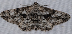 Peribatodes umbraria