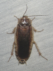 Pseudocalolampra