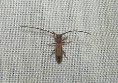 Eunidia discobivittata