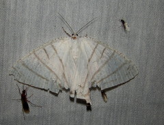 Urapteroides recurvata