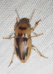 Bradybaenus opulentus