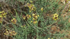 Lasiosiphon microphyllus